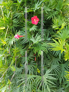 Picture of Ipomoea x multifida 