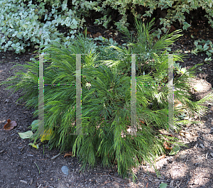 Picture of Acacia cognata 'Cousin Itt'