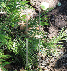 Picture of Acacia cognata 'Cousin Itt'