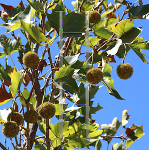 Picture of Platanus x acerifolia 'Bloodgood'