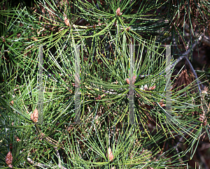 Picture of Pinus bungeana 