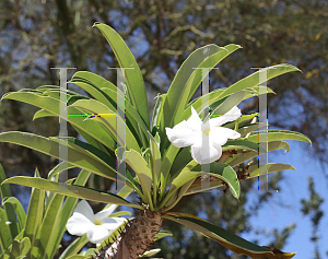 Picture of Pachypodium lamerei 