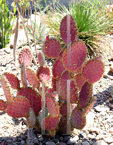 Picture of Opuntia macrocentra var. santa-rita 