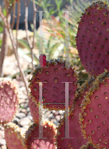 Picture of Opuntia macrocentra var. santa-rita 