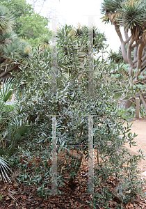 Picture of Olea europaea 'Little Ollie'