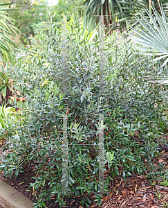 Picture of Olea europaea 'Little Ollie'