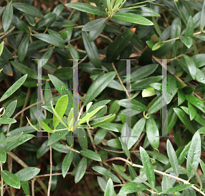 Picture of Olea europaea 'Little Ollie'