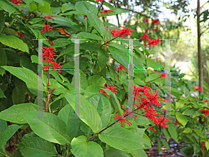 Picture of Odontonema tubaeforme 