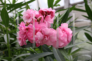 Picture of Nerium oleander 'Splendens Giganteum'