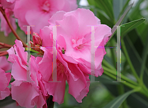 Picture of Nerium oleander 'Splendens Giganteum'