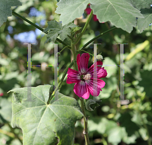 Picture of Malva assurgentiflora 