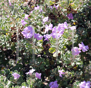 Picture of Leucophyllum langmaniae 'Lynn's Legacy'