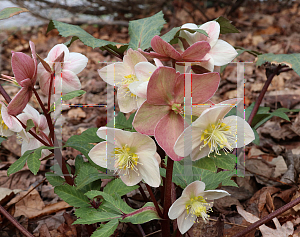 Picture of Helleborus x ericsmithii 'HGC Shooting Star'