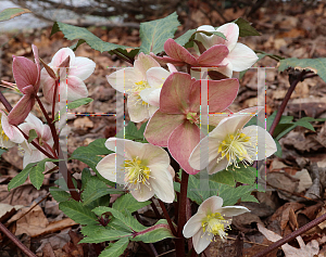 Picture of Helleborus x ericsmithii 'HGC Shooting Star'