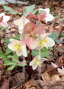 Picture of Helleborus x ericsmithii 'HGC Shooting Star'