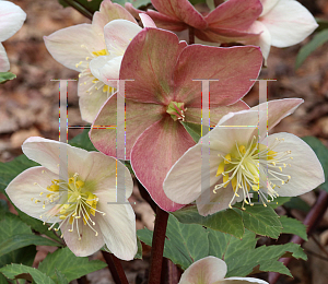 Picture of Helleborus x ericsmithii 'HGC Shooting Star'