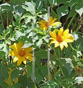 Picture of Tithonia diversifolia 