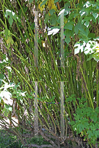 Picture of Tithonia diversifolia 