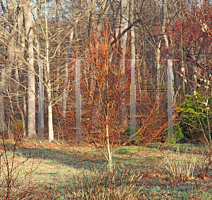 Picture of Tilia cordata 'Winter Orange'