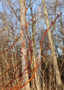 Picture of Tilia cordata 'Winter Orange'