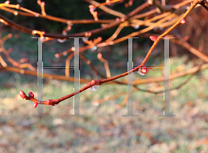 Picture of Tilia cordata 'Winter Orange'