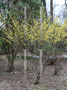 Picture of Hamamelis x intermedia 'Arnold's Promise'