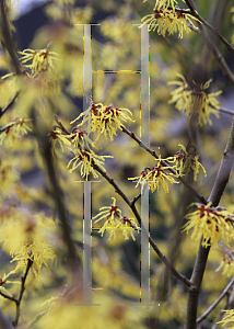 Picture of Hamamelis x intermedia 'Arnold's Promise'