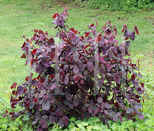 Picture of Corylus avellana 'Red Dragon'