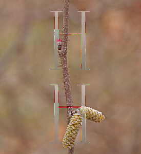 Picture of Corylus avellana 