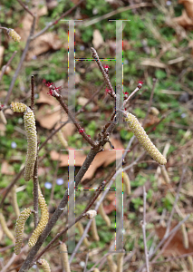 Picture of Corylus avellana 