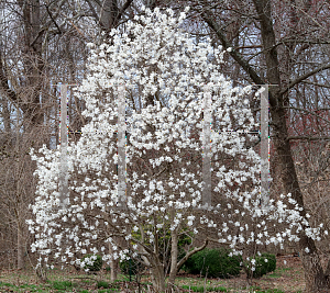 Picture of Magnolia stellata 'Royal Star'