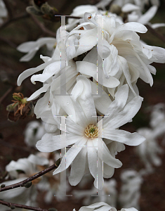 Picture of Magnolia stellata 'Royal Star'