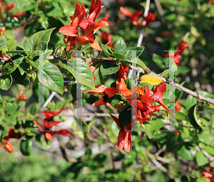 Picture of Ruttya fruticosa 