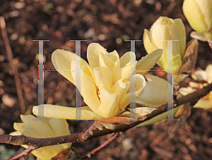 Picture of Magnolia x 'Butterflies'