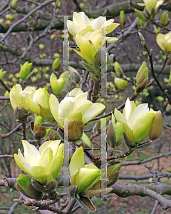 Picture of Magnolia x 'Butterflies'