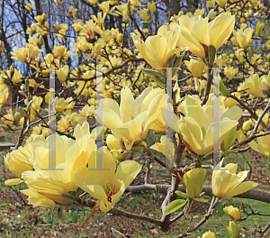 Picture of Magnolia x 'Butterflies'