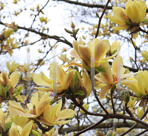 Picture of Magnolia x 'Butterflies'