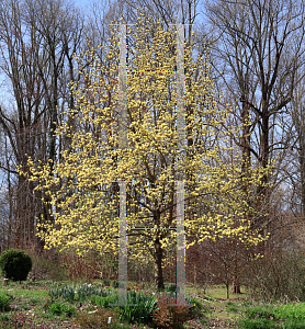 Picture of Magnolia x 'Butterflies'