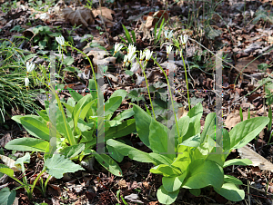 Picture of Dodecatheon meadia 