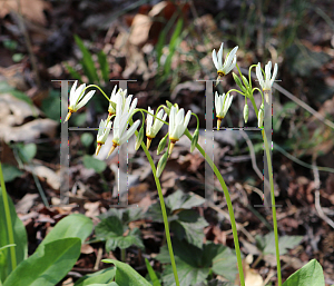 Picture of Dodecatheon meadia 