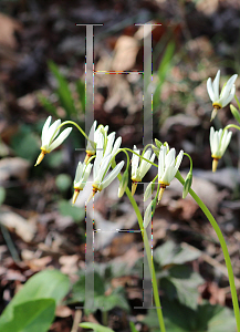 Picture of Dodecatheon meadia 