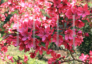 Picture of Malus x 'Prairifire'