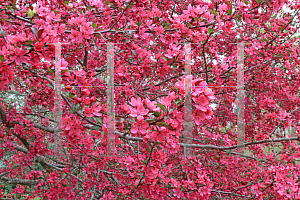 Picture of Malus x 'Prairifire'