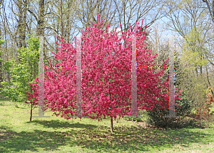 Picture of Malus x 'Prairifire'