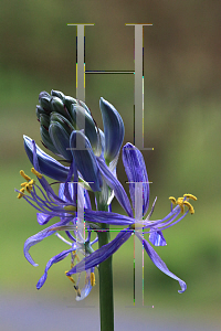 Picture of Camassia quamash 