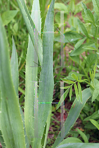 Picture of Eryngium yuccifolium 