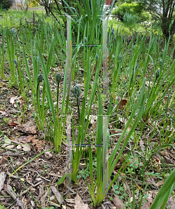 Picture of Camassia quamash 