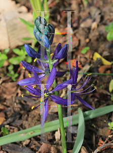 Picture of Camassia quamash 