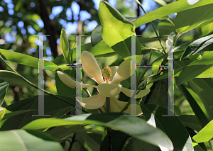 Picture of Magnolia virginiana var. australis 'Sweet Thing'