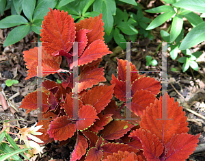 Picture of Solenostemon scutellarioides 'Inferno'